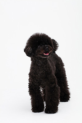 포토 JPG 스튜디오촬영 동물 한마리 반려견 실내 누끼 사람없음 앞모습 반려동물 귀여움 개 강아지 흰배경 푸들 반려 블랙푸들 국내포토 1 뷰포인트 백그라운드 컨셉 포유류 내부 흰색 파일형식