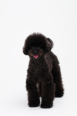 포토 JPG 스튜디오촬영 동물 한마리 반려견 실내 누끼 사람없음 앞모습 반려동물 귀여움 개 강아지 흰배경 푸들 반려 블랙푸들 국내포토 1 뷰포인트 백그라운드 컨셉 포유류 내부 흰색 파일형식