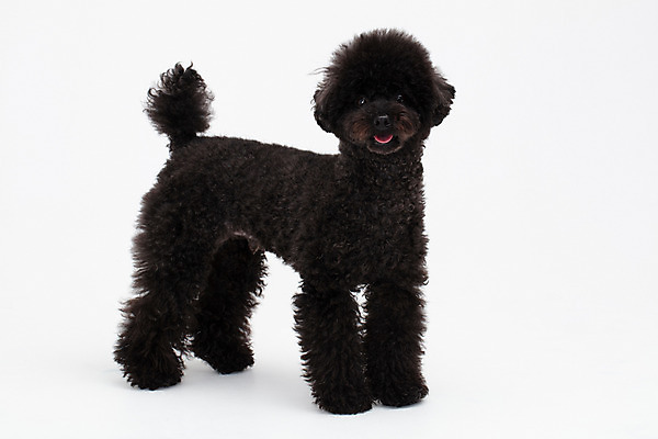 포토 JPG 스튜디오촬영 동물 한마리 반려견 실내 누끼 사람없음 옆모습 반려동물 귀여움 개 강아지 흰배경 푸들 반려 블랙푸들 국내포토 1 뷰포인트 백그라운드 컨셉 포유류 내부 흰색 파일형식