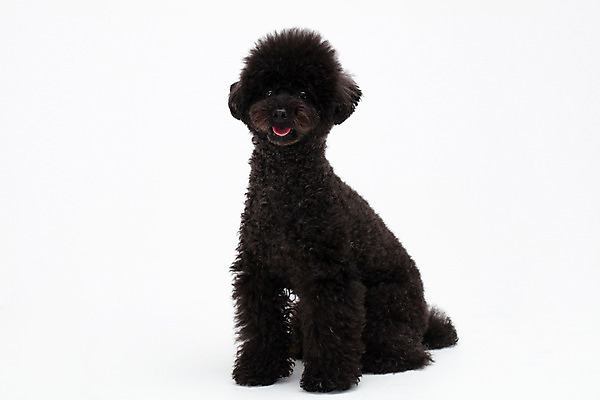 포토 JPG 스튜디오촬영 동물 한마리 반려견 실내 누끼 사람없음 앞모습 반려동물 귀여움 개 강아지 흰배경 푸들 반려 블랙푸들 국내포토 1 뷰포인트 백그라운드 컨셉 포유류 내부 흰색 파일형식