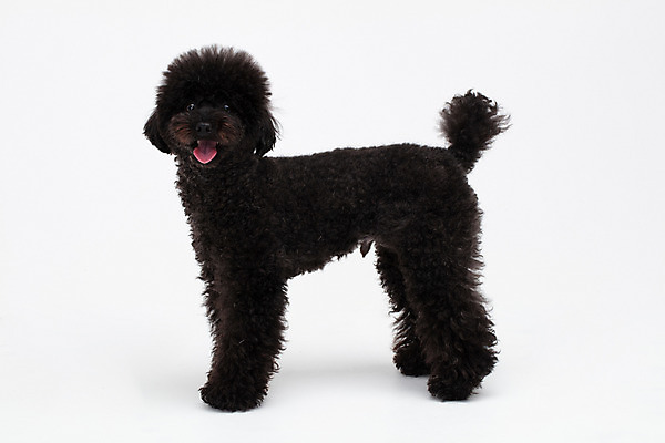 포토 JPG 스튜디오촬영 동물 한마리 반려견 실내 누끼 사람없음 옆모습 반려동물 귀여움 개 강아지 흰배경 푸들 반려 블랙푸들 국내포토 1 뷰포인트 백그라운드 컨셉 포유류 내부 흰색 파일형식