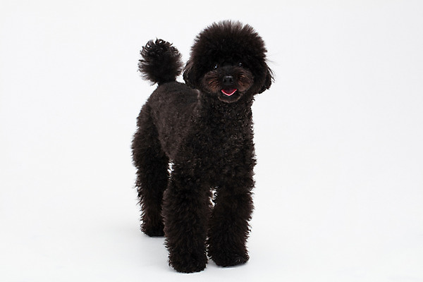 포토 JPG 스튜디오촬영 동물 한마리 반려견 실내 누끼 사람없음 앞모습 반려동물 귀여움 개 강아지 흰배경 푸들 반려 블랙푸들 국내포토 1 뷰포인트 백그라운드 컨셉 포유류 내부 흰색 파일형식