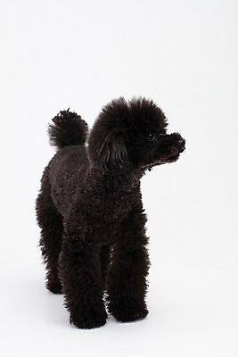 포토 JPG 스튜디오촬영 동물 한마리 반려견 실내 누끼 사람없음 앞모습 반려동물 귀여움 개 강아지 흰배경 푸들 반려 블랙푸들 국내포토 1 뷰포인트 백그라운드 컨셉 포유류 내부 흰색 파일형식