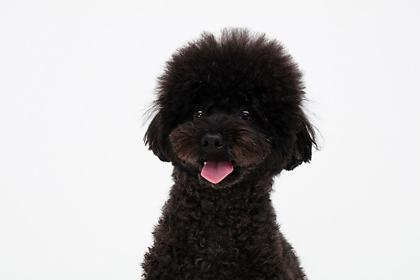 포토 JPG 스튜디오촬영 동물 한마리 반려견 실내 누끼 근접촬영 사람없음 앞모습 반려동물 귀여움 개 강아지 흰배경 푸들 반려 블랙푸들 국내포토 1 뷰포인트 백그라운드 컨셉 포유류 내부 흰색 파일형식