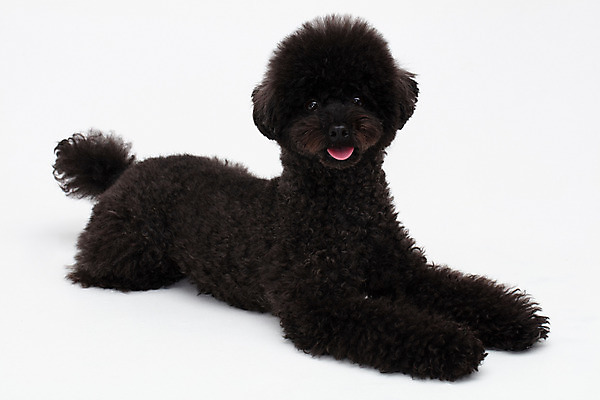 포토 JPG 스튜디오촬영 동물 한마리 반려견 실내 누끼 사람없음 옆모습 반려동물 귀여움 개 강아지 흰배경 푸들 반려 블랙푸들 국내포토 1 뷰포인트 백그라운드 컨셉 포유류 내부 흰색 파일형식