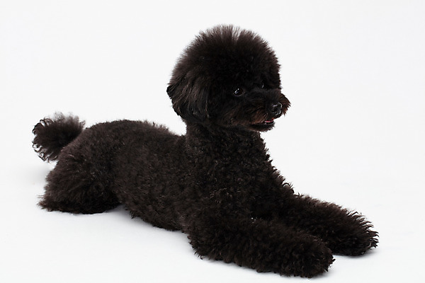 포토 JPG 스튜디오촬영 동물 한마리 반려견 실내 누끼 사람없음 옆모습 반려동물 귀여움 개 강아지 흰배경 푸들 반려 블랙푸들 국내포토 1 뷰포인트 백그라운드 컨셉 포유류 내부 흰색 파일형식