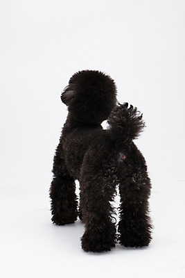 포토 JPG 스튜디오촬영 동물 한마리 반려견 실내 누끼 사람없음 뒷모습 반려동물 귀여움 개 강아지 흰배경 푸들 반려 블랙푸들 국내포토 1 뷰포인트 백그라운드 컨셉 포유류 내부 흰색 파일형식