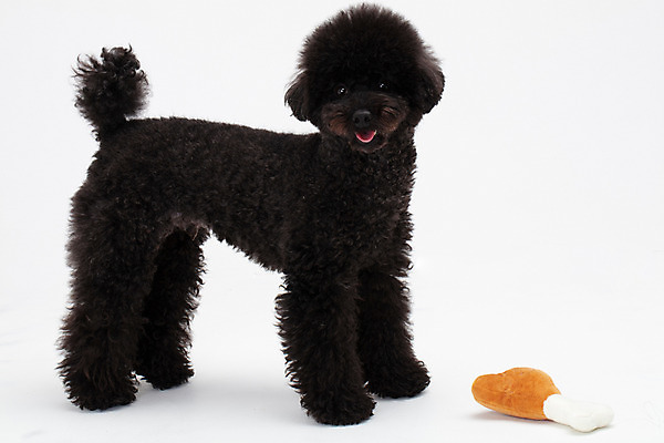 포토 JPG 스튜디오촬영 동물 한마리 반려견 인형 실내 누끼 사람없음 옆모습 반려동물 장난감 귀여움 개 강아지 흰배경 푸들 반려 블랙푸들 국내포토 1 뷰포인트 백그라운드 컨셉 포유류 내부 흰색 파일형식