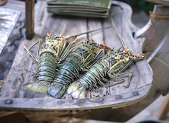 포토 주간 동물 해외풍경 아시아 음식 외국문화 세마리 사람없음 야외 관광지 세계 바다동물 바닷가재 휴양지 서아시아 몰디브 서남아시아 국내포토 자연요소 해외 나라 문화 바다 여행 3 풍경 수중동물 장소 가재 파일형식