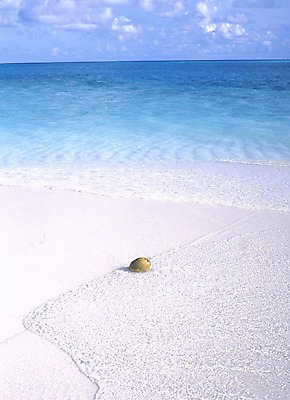 포토 주간 구름 해외풍경 해외 아시아 바다 외국문화 하늘 풍경 해변 사람없음 야외 관광지 모래사장 세계 소라 휴양지 고둥 서아시아 몰디브 서남아시아 국내포토 자연요소 나라 문화 여행 어패류 장소 파일형식