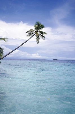 포토 주간 나무 식물 구름 해외풍경 해외 아시아 바다 외국문화 하늘 풍경 사람없음 야외 관광지 세계 야자수 휴양지 서아시아 몰디브 서남아시아 국내포토 자연요소 나라 문화 여행 장소 파일형식