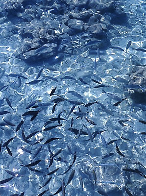 포토 주간 동물 해외풍경 해외 아시아 바다 외국문화 어류 풍경 사람없음 야외 관광지 세계 돌_바위 급류 휴양지 서아시아 몰디브 서남아시아 국내포토 자연요소 나라 문화 여행 수중동물 장소 파일형식