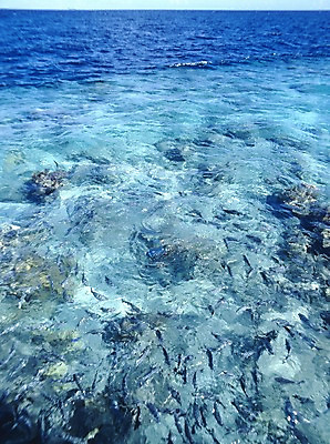 포토 주간 동물 해외풍경 해외 아시아 바다 외국문화 어류 풍경 사람없음 야외 관광지 세계 급류 휴양지 서아시아 몰디브 서남아시아 국내포토 자연요소 나라 문화 여행 수중동물 장소 파일형식