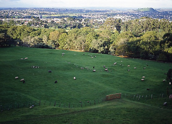 포토 JPG 주간 나무 동물 해외풍경 해외 컬러 외국문화 풍경 초원 사람없음 야외 가로 초록색 관광지 울타리 세계 목장 도시 양 오세아니아 축산업 숲 뉴질랜드 국내포토 자연요소 식물 나라 산업 문화 여행 포유류 담장 파일형식