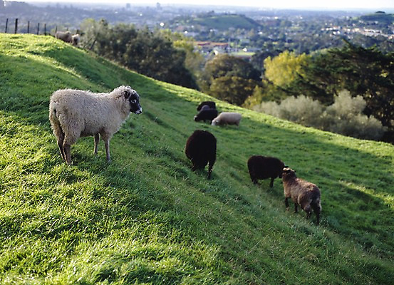 포토 JPG 주간 동물 해외풍경 해외 컬러 외국문화 여러마리 포유류 풍경 초원 사람없음 야외 가로 초록색 관광지 울타리 세계 가축 목장 양 오세아니아 축산업 언덕 뉴질랜드 국내포토 자연요소 나라 산업 문화 여행 다수 담장 파일형식