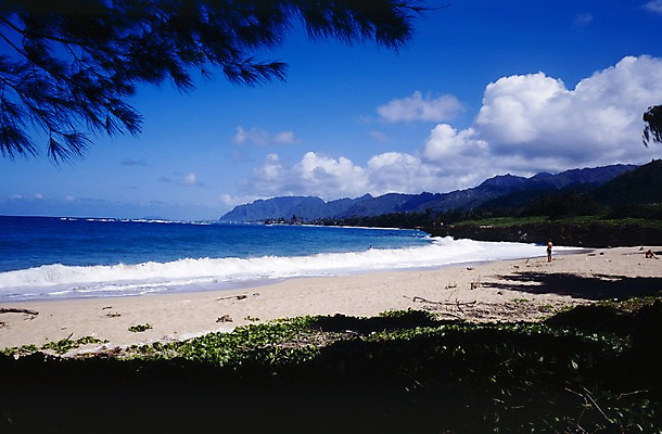포토 JPG 주간 나무 식물 구름 해외풍경 해외 파도 바다 외국문화 섬 북아메리카 하늘 휴가 휴식 아메리카 풍경 해변 야외 관광지 모래사장 세계 미국 그늘 휴양지 하와이 태평양 국내포토 자연요소 문화 여행 컨셉 장소 대륙 파일형식