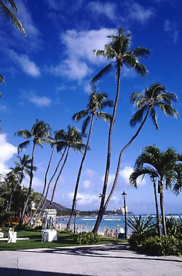 포토 JPG 주간 나무 식물 구름 해외풍경 해외 파도 바다 외국문화 섬 북아메리카 가로등 하늘 휴가 휴식 아메리카 해변 야외 건물 관광지 세계 야자수 여행객 미국 휴양지 하와이 태평양 국내포토 자연요소 건축물 공공시설 문화 여행 컨셉 사람 풍경 장소 대륙 파일형식