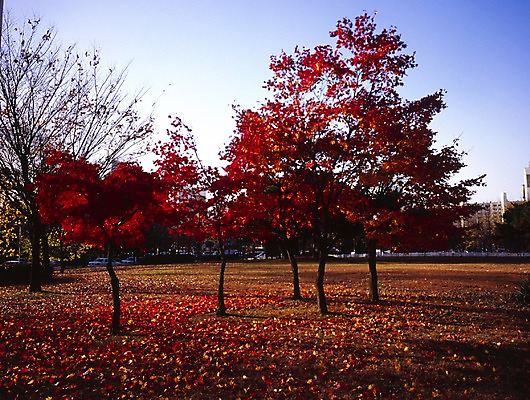 포토 JPG 주간 나무 식물 해외풍경 해외 계절 아시아 외국문화 단풍 낙엽 단풍나무 중국문화 풍경 사람없음 야외 가로 관광지 중국 가을 국내포토 자연요소 동양문화 나라 문화 여행 잎 파일형식