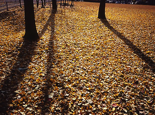 포토 JPG 주간 나무 식물 해외풍경 해외 계절 아시아 로우앵글 컬러 외국문화 낙엽 중국문화 그림자 풍경 사람없음 야외 가로 관광지 울타리 노란색 중국 가을 그늘 은행잎 은행나무 국내포토 자연요소 동양문화 나라 문화 뷰포인트 여행 잎 담장 파일형식