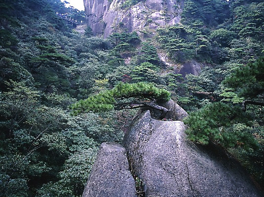 포토 JPG 주간 나무 해외풍경 해외 아시아 외국문화 산 중국문화 풍경 사람없음 야외 가로 관광지 중국 절벽 돌_바위 바위 소나무 국내포토 자연요소 식물 동양문화 나라 문화 여행 파일형식