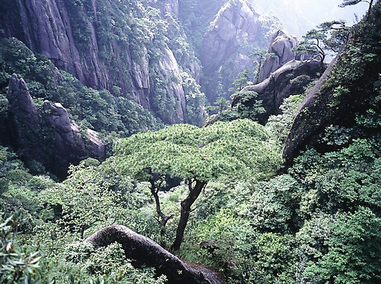 포토 JPG 주간 해외풍경 해외 계절 아시아 외국문화 산 중국문화 풍경 사람없음 야외 가로 여름 관광지 중국 절벽 돌_바위 바위 소나무 국내포토 자연요소 나무 동양문화 나라 문화 여행 파일형식