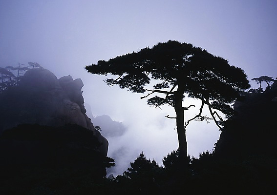 포토 JPG 주간 나무 식물 구름 해외풍경 해외 아시아 외국문화 산 중국문화 풍경 사람없음 야외 가로 관광지 중국 절벽 안개 돌_바위 바위 소나무 운해 국내포토 자연요소 동양문화 나라 문화 여행 날씨 파일형식 구름_자연
