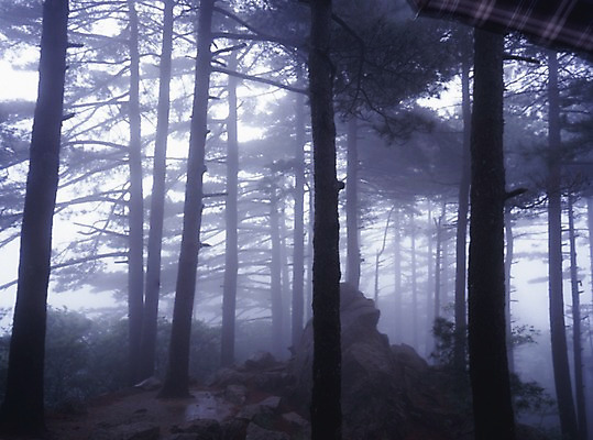 포토 JPG 주간 나무 식물 해외풍경 해외 아시아 외국문화 중국문화 풍경 사람없음 야외 가로 관광지 중국 안개 소나무 국내포토 자연요소 동양문화 나라 문화 여행 날씨 파일형식