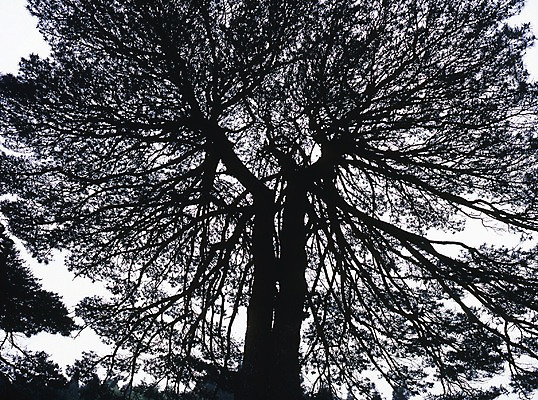 포토 JPG 나무 식물 해외풍경 해외 실루엣 아시아 외국문화 중국문화 풍경 사람없음 야외 가로 관광지 중국 국내포토 동양문화 나라 문화 여행 촬영기법 파일형식