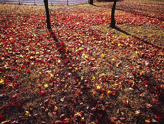 포토 JPG 주간 나무 식물 해외풍경 해외 계절 아시아 로우앵글 외국문화 단풍 단풍나무 중국문화 그림자 풍경 잔디 사람없음 야외 가로 관광지 울타리 중국 가을 국내포토 자연요소 동양문화 나라 문화 뷰포인트 여행 잎 담장 파일형식