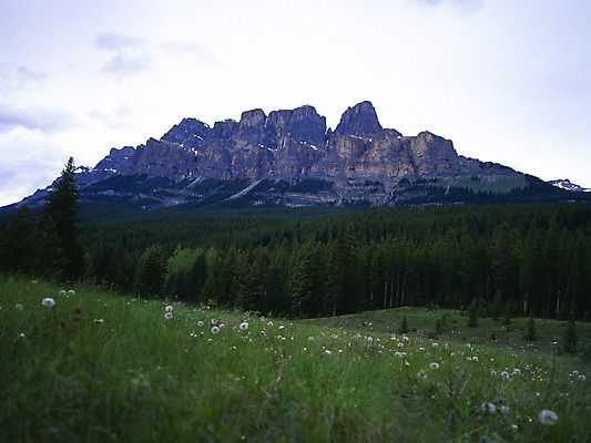 포토 JPG 주간 나무 식물 구름 해외풍경 외국문화 캐나다 북아메리카 자연 하늘 산 풍경 초원 사람없음 야외 관광지 풀 숲 민들레 민들레홀씨 국내포토 자연요소 해외 꽃 문화 여행 아메리카 생태계 파일형식