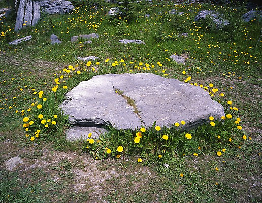 포토 JPG 주간 식물 해외풍경 꽃 외국문화 캐나다 북아메리카 자연 풍경 사람없음 야외 관광지 돌_바위 바위 민들레 국내포토 자연요소 해외 문화 여행 아메리카 생태계 파일형식
