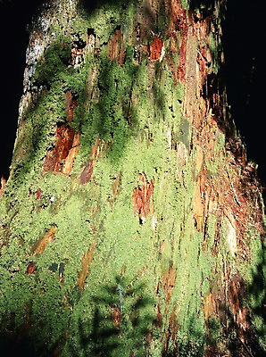 포토 JPG 주간 나무 식물 해외풍경 외국문화 백그라운드 캐나다 북아메리카 자연 이끼 풍경 사람없음 야외 관광지 국내포토 자연요소 해외 문화 여행 아메리카 생태계 파일형식