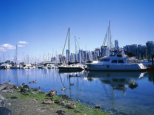 포토 JPG 주간 동물 구름 해외풍경 외국문화 교통 수상교통 캐나다 북아메리카 요트 자연 조류 하늘 오리 풍경 빌딩 사람없음 야외 건물 물 관광지 강 항구 선박 상업시설 국내포토 자연요소 해외 건축물 문화 교통수단 여행 배_교통 교통시설 아메리카 시설 생태계 상업 파일형식