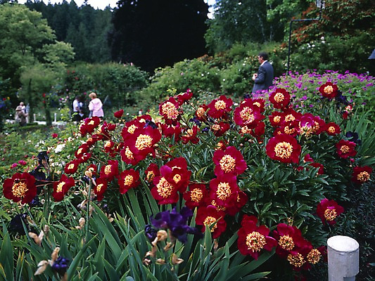 포토 JPG 주간 나무 식물 해외풍경 시설물 공원 현대건축 건축 꽃 외국문화 캐나다 북아메리카 자연 사람 풍경 야외 관광지 국내포토 자연요소 해외 건축물 공공시설 문화 여행 아메리카 생태계 파일형식