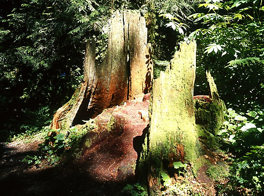 포토 JPG 주간 나무 식물 해외풍경 외국문화 잎 캐나다 북아메리카 자연 나뭇잎 풍경 사람없음 야외 관광지 국내포토 자연요소 해외 문화 여행 아메리카 생태계 파일형식