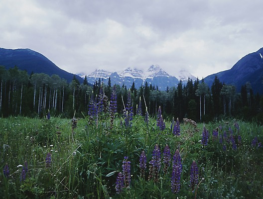 포토 JPG 주간 나무 식물 구름 해외풍경 꽃 외국문화 캐나다 북아메리카 자연 하늘 산 풍경 초원 사람없음 야외 관광지 눈 풀 숲 롭슨마운틴 국내포토 자연요소 해외 문화 여행 날씨 아메리카 생태계 파일형식