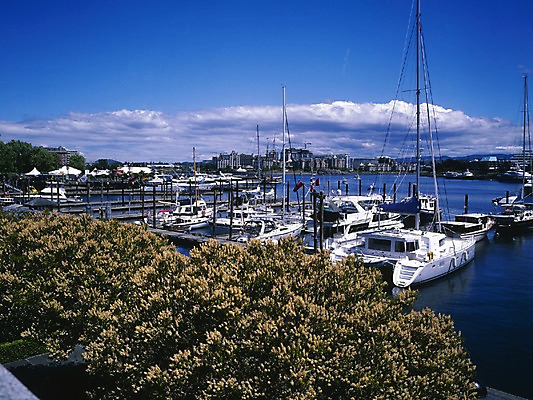 포토 JPG 주간 나무 구름 해외풍경 시설물 현대건축 건축 외국문화 교통 수상교통 캐나다 북아메리카 요트 자연 하늘 풍경 사람없음 야외 건물 관광지 항구 벤쿠버 빅토리아섬항구 선박 국내포토 자연요소 식물 해외 건축물 문화 교통수단 여행 배_교통 교통시설 아메리카 생태계 파일형식