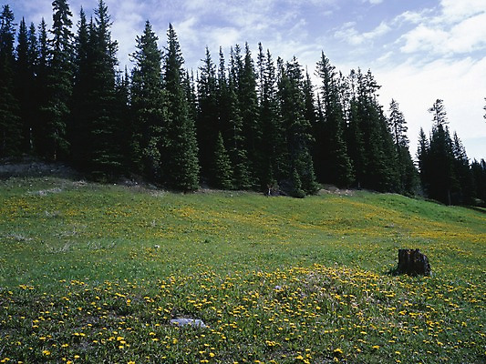 포토 JPG 주간 나무 식물 구름 해외풍경 꽃 외국문화 캐나다 북아메리카 자연 하늘 여러그루 풍경 초원 사람없음 야외 관광지 숲 벤쿠버 국내포토 자연요소 해외 문화 여행 다수 아메리카 생태계 파일형식