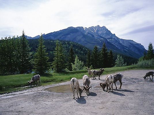 포토 JPG 주간 나무 식물 동물 척추동물 해외풍경 육지동물 길 외국문화 캐나다 북아메리카 포유류 자연 산 풍경 사람없음 야외 관광지 풀 숲 산양 국내포토 자연요소 해외 문화 여행 아메리카 양 생태계 멸종위기동물 파일형식