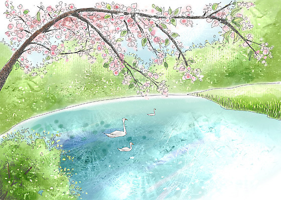 주간 PSD 나무 식물 사계절 계절 꽃 호수 백그라운드 일러스트 자연 페인터 조류 수채화 꽃나무 풍경 사람없음 야외 봄풍경 봄 숲 백조 수제그림 봄배경 국내일러스트 자연요소 동물 페인팅 생태계 파일형식