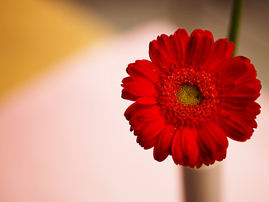 포토 JPG 식물 꽃 컬러 백그라운드 한송이 가을꽃 근접촬영 사람없음 아웃포커스 빨간색 거베라 국내포토 1 뷰포인트 촬영기법 송이 파일형식 가을_계절