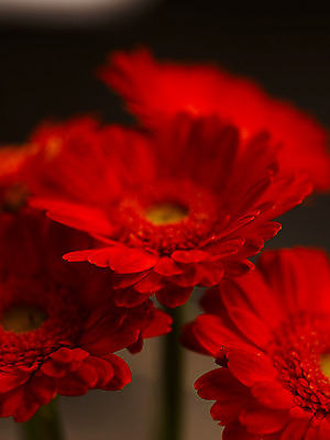 포토 JPG 식물 꽃 컬러 여러송이 백그라운드 가을꽃 근접촬영 사람없음 아웃포커스 빨간색 거베라 국내포토 뷰포인트 다수 촬영기법 파일형식 가을_계절