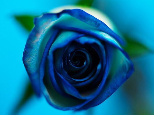 포토 JPG 식물 꽃 컬러 백그라운드 한송이 여름꽃 자연 근접촬영 사람없음 아웃포커스 파란색 장미 국내포토 1 뷰포인트 촬영기법 생태계 송이 파일형식 여름_계절