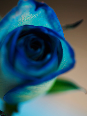 포토 JPG 식물 꽃 컬러 백그라운드 한송이 여름꽃 자연 근접촬영 사람없음 아웃포커스 파란색 장미 국내포토 1 뷰포인트 촬영기법 생태계 송이 파일형식 여름_계절