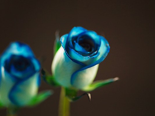 포토 JPG 식물 꽃 컬러 백그라운드 여름꽃 자연 근접촬영 사람없음 아웃포커스 파란색 장미 두송이 국내포토 뷰포인트 2 촬영기법 생태계 파일형식 여름_계절