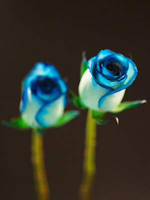 포토 JPG 식물 꽃 컬러 백그라운드 여름꽃 자연 근접촬영 사람없음 아웃포커스 파란색 장미 두송이 국내포토 뷰포인트 2 촬영기법 생태계 파일형식