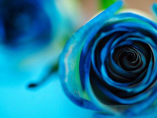 포토 JPG 식물 꽃 컬러 백그라운드 한송이 여름꽃 자연 근접촬영 사람없음 아웃포커스 파란색 장미 국내포토 1 뷰포인트 촬영기법 생태계 송이 파일형식