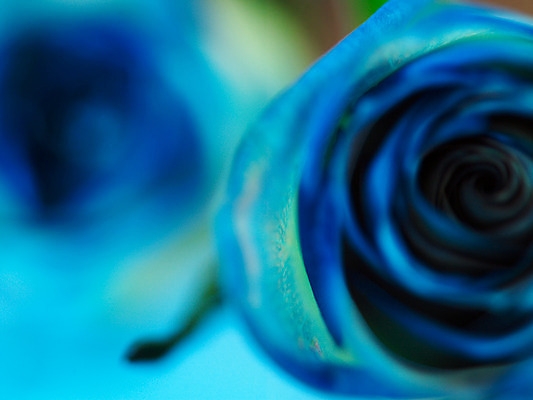 포토 JPG 식물 꽃 컬러 백그라운드 한송이 여름꽃 자연 근접촬영 사람없음 아웃포커스 파란색 장미 국내포토 1 뷰포인트 촬영기법 생태계 송이 파일형식