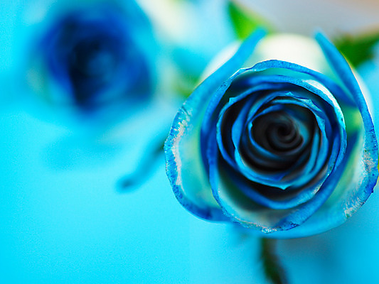 포토 JPG 식물 꽃 컬러 백그라운드 한송이 여름꽃 자연 근접촬영 사람없음 아웃포커스 파란색 장미 국내포토 1 뷰포인트 촬영기법 생태계 송이 파일형식