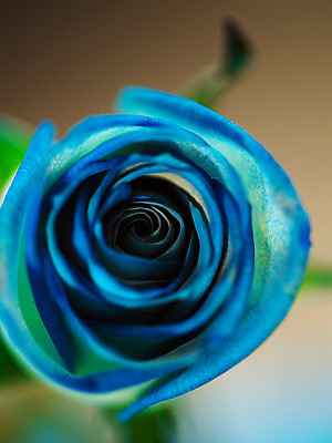 포토 JPG 식물 꽃 컬러 백그라운드 한송이 여름꽃 자연 근접촬영 사람없음 아웃포커스 파란색 장미 국내포토 1 뷰포인트 촬영기법 생태계 송이 파일형식